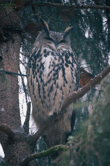 visit-ranua-wildlife-park-with-photographer