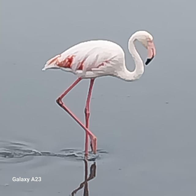 walvis-bay-kayaking-and-sandwich-harbour-full-day-tour