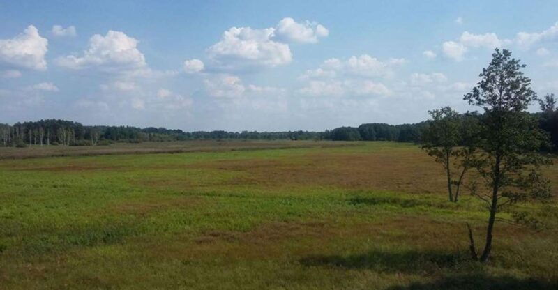 warsaw-bialowieza-national-park-and-european-bison-tour
