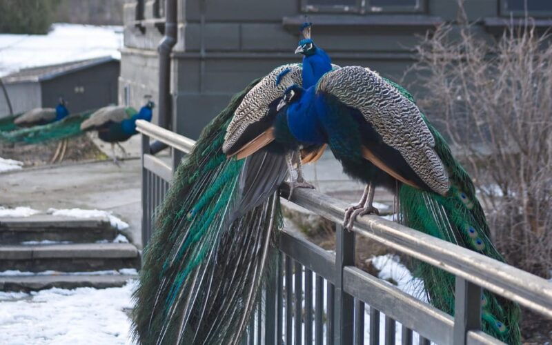 warsaw-zoo-skip-the-line-entry-ticket-with-private-transport