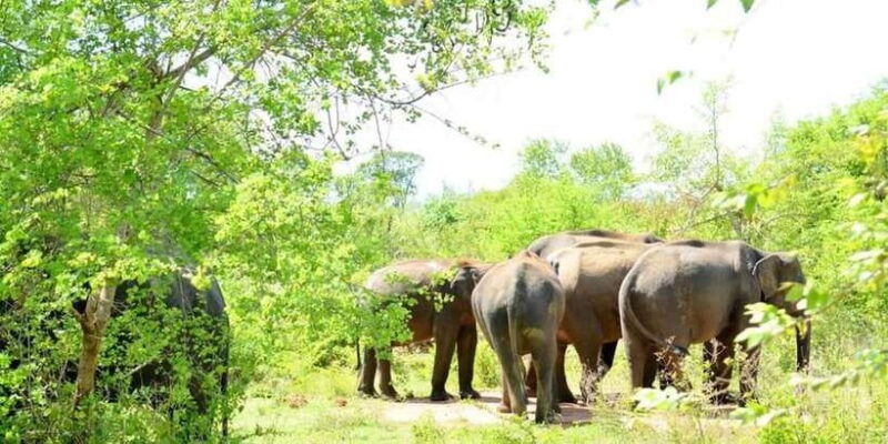 wasgamuwa-national-park-safari-private-jeep