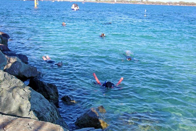 Wave Break Island Snorkel Tour on the Gold Coast - Authentic Insights from Travelers