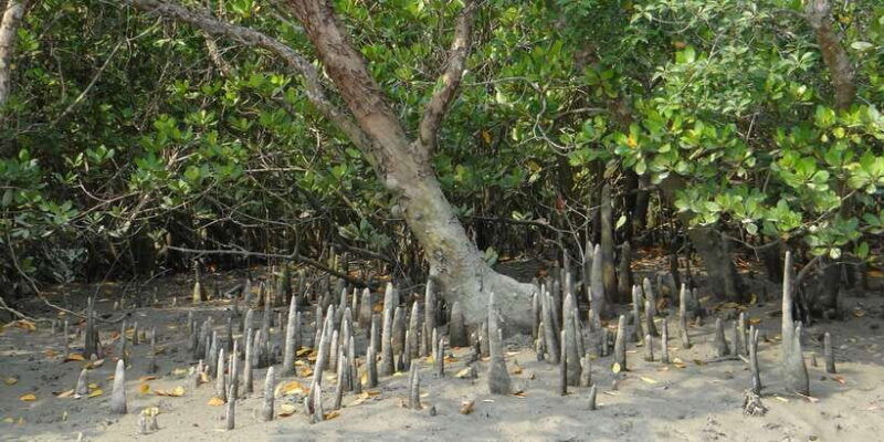 west-coast-beach-river-mangroves-lagoon-wildlife-boat-tour