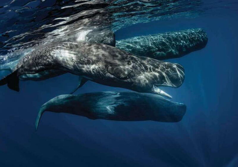 whale-watching-boat-tour-from-galle