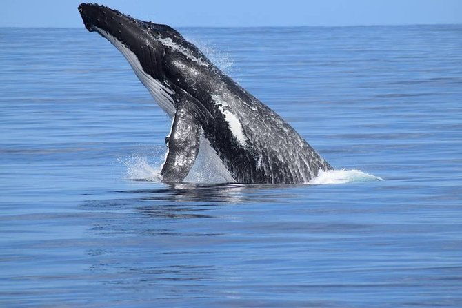 Whale Watching Dunsborough - The Experience You Can Expect  