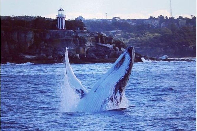 Whale Watching Sailing Experience in Sydney - Practical Details and Considerations