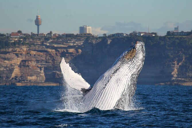 Whale Watching Sydney 2-Hour Express Cruise - Analyzing the Value: Pricing, Comfort, and Experience