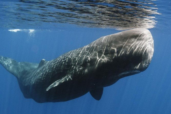 Whales and Dolphins Watching Mirissa - The Sum Up