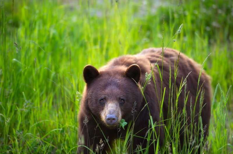 whistler-morning-with-the-bears-land-rover-scenic-tour