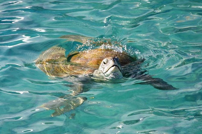 Whitsundays Guided Jet Ski Tour - Practical Details & Tips