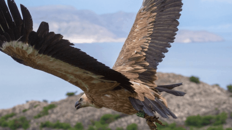 wild-bays-and-plavnik-island-a-whole-day-private-boat-tour