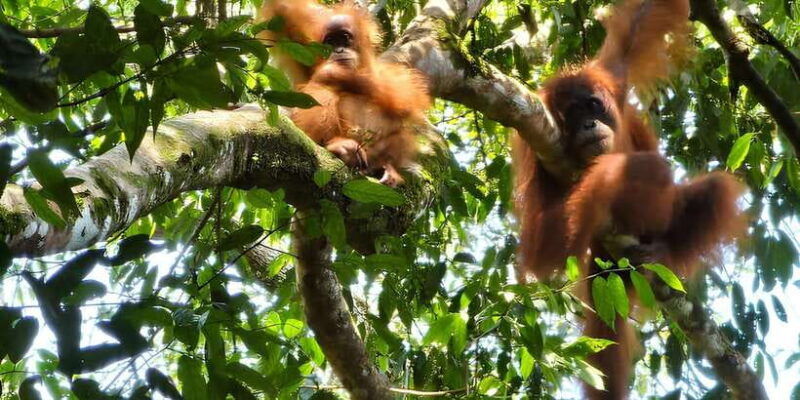 wild-orangutan-trek-2-day-adventure-in-gunung-leuser-park
