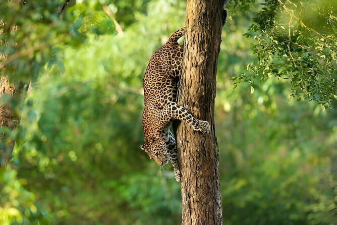 Wilpattu Half Day Safari From Anuradhapura - Who Should Book This Tour?