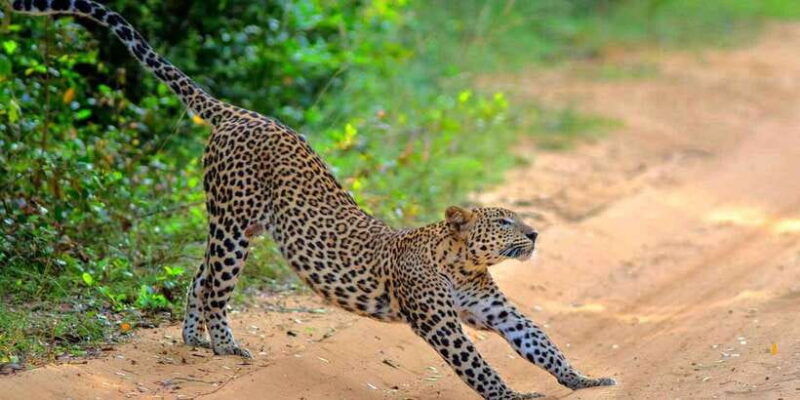 wilpattu-jeep-safari-day-tour-from-colombo