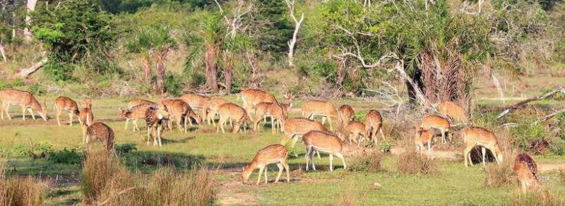 wilpattu-leopard-trails-sri-lanka-4wd-safari-with-guide