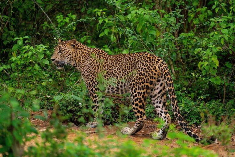 wilpattu-national-park-morning-or-afternoon-safari-2