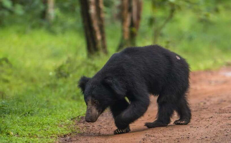 wilpattu-national-park-morning-or-evening-jeep-safari