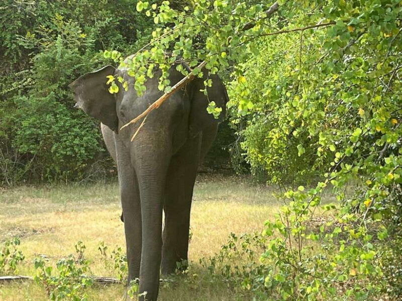 wilpattu-national-park-private-safari-12hrs