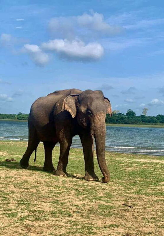 wilpattu-national-park-safari-guided-by-naturalist-ranger