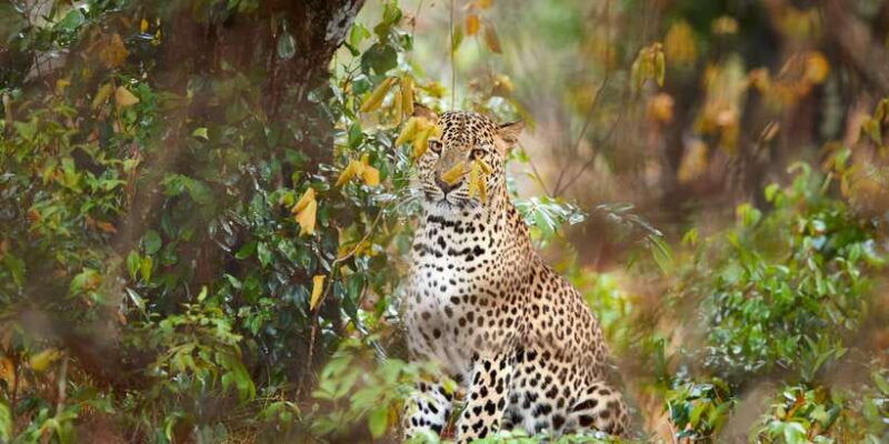 wilpattu-national-park-safari-tour-from-colombo