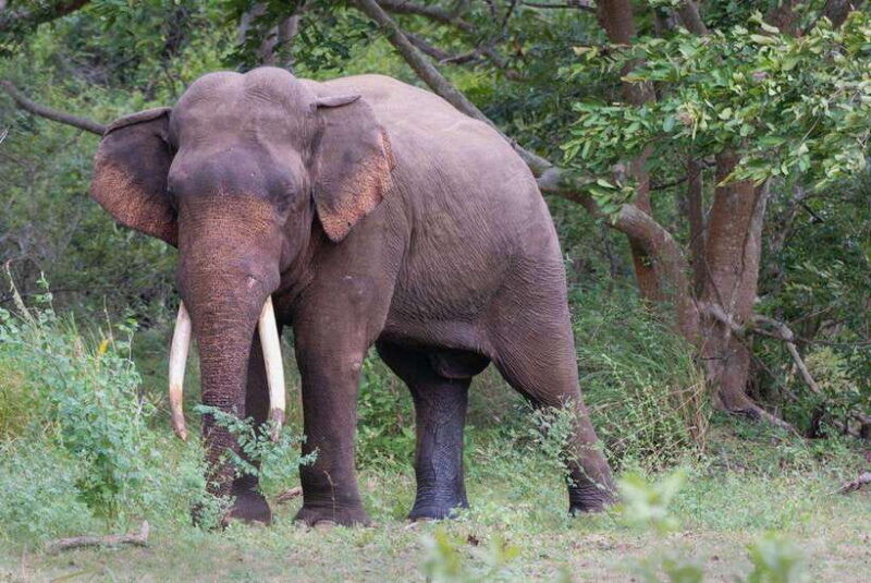 wilpattu-national-park-safari