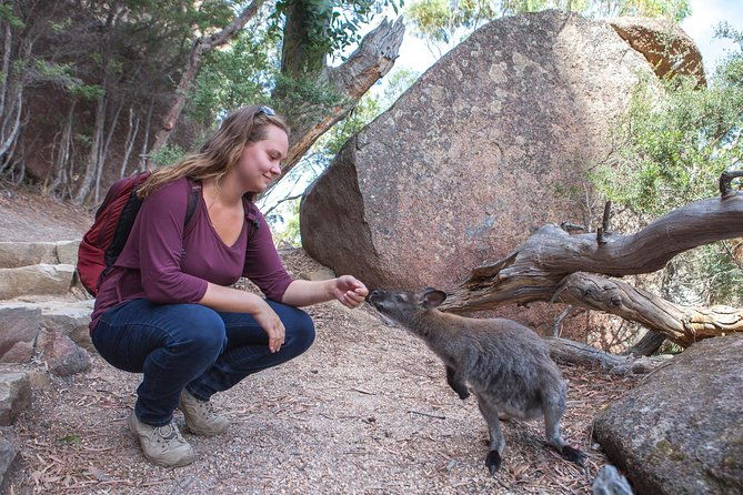 Wineglass Bay Beach Hike Active day tour - What to Expect from the Tour Experience