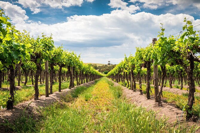 Wines and Whispers:Barossa Valley Private Wine Tour from Adelaide - Exploring Every Corner of the Tour
