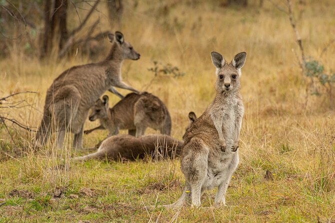 Wings & Wilds of Canberra: Tidbinbilla Half-Day Private Tour - The Itinerary in Detail