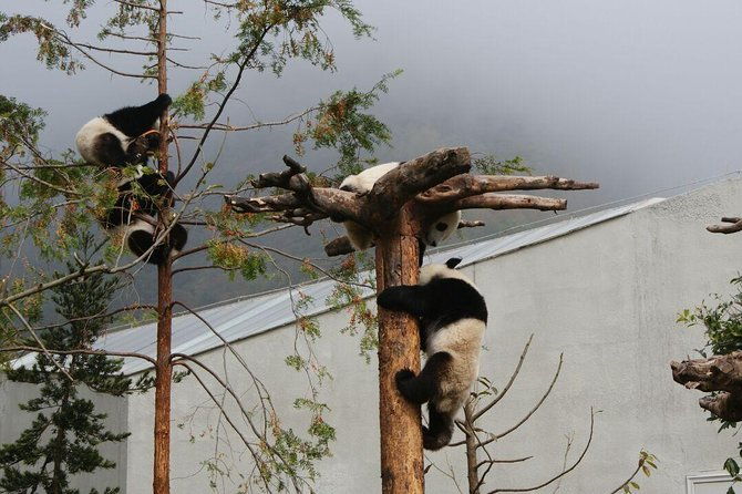 Wolong Panda Base Volunteering Program from Chengdu - What Makes This Tour Stand Out