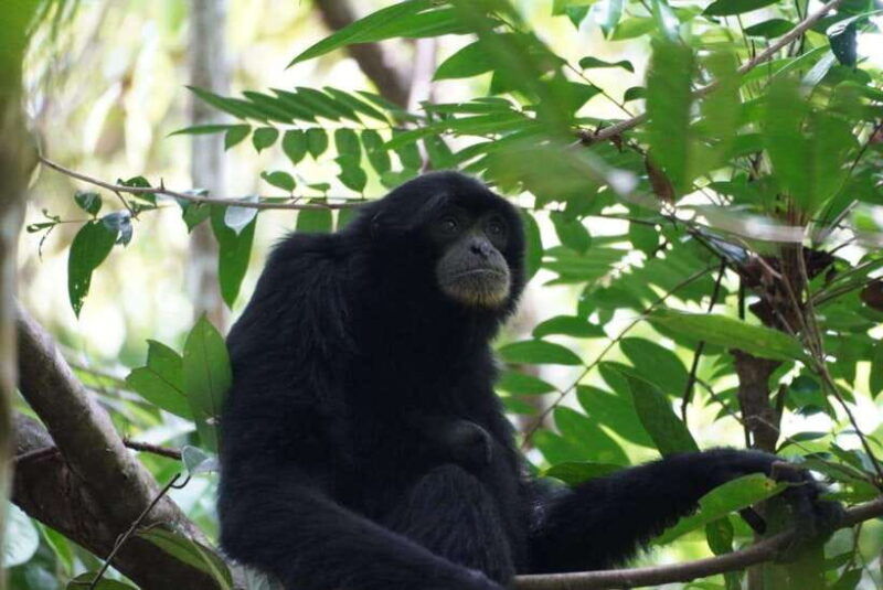 wonderfull-orangutan-sumatera-jungle-trekking-and-tour