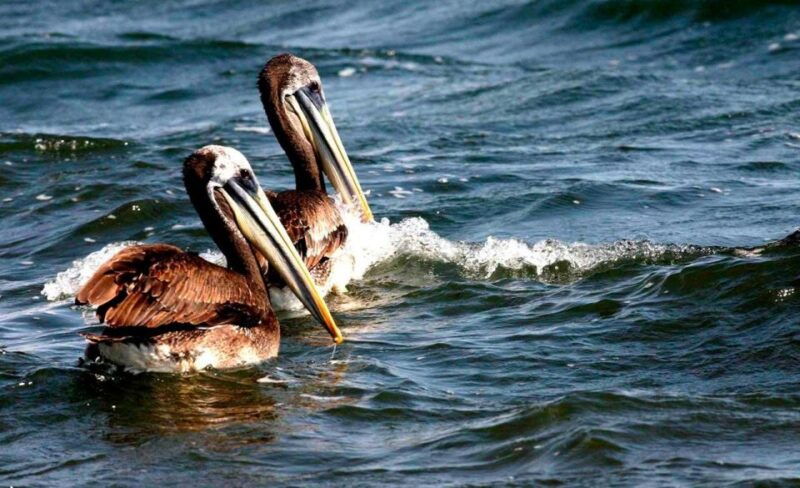 wonders-of-paracas-ballestas-islands-and-national-reserve