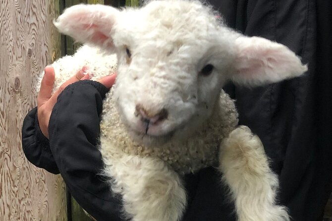 Wool Sheep Farm Experience with Handmade Wool Hat in New Zealand - What to Expect on the Day