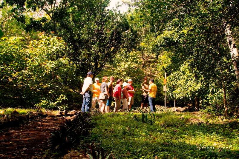 xkopek-mayan-bees-tour-and-honey-tasting-in-valladolid