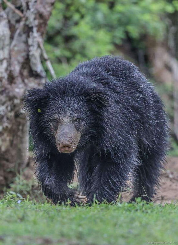 yala-national-park-7-hour-12-hour-leopard-safari-tours