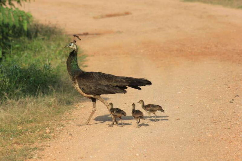 yala-national-park-7-hours-wildlife-safari-tour