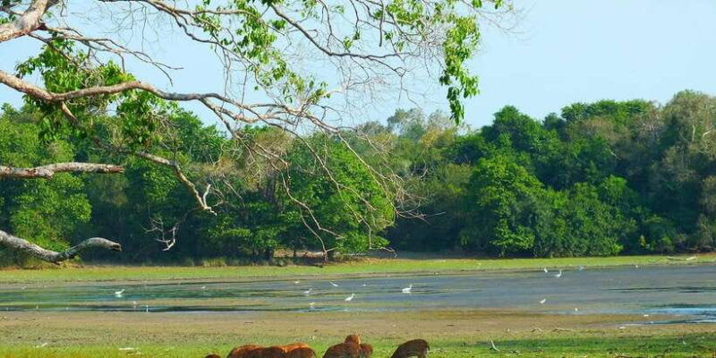 yala-national-park-all-inclusive-private-safari-tour