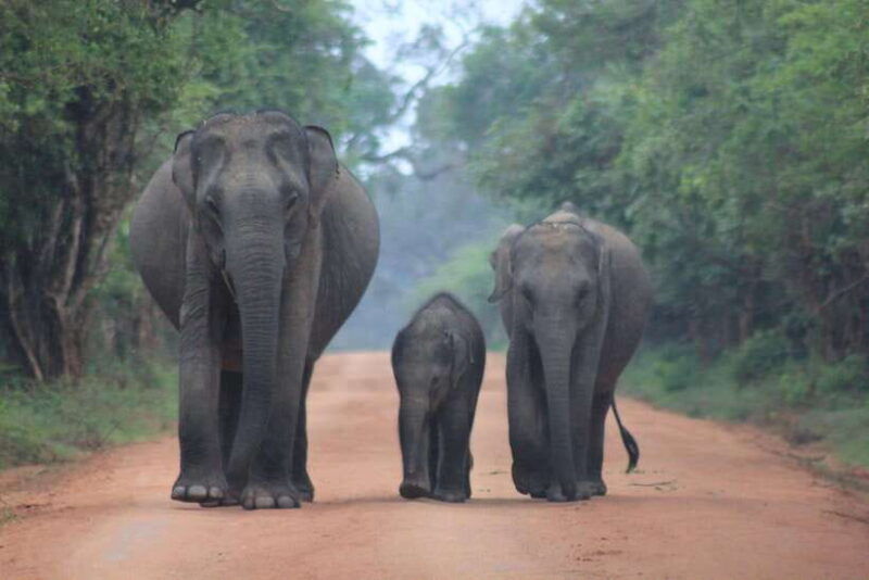yala-national-park-full-day-wildlife-safari-with-lunch