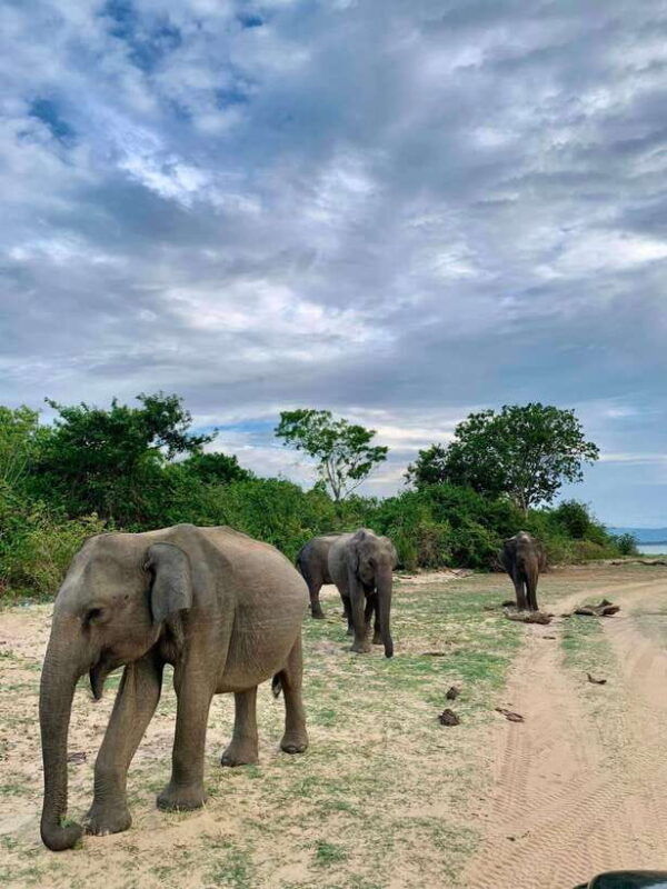 yala-national-park-half-day-or-full-day-leopard-safari-tour