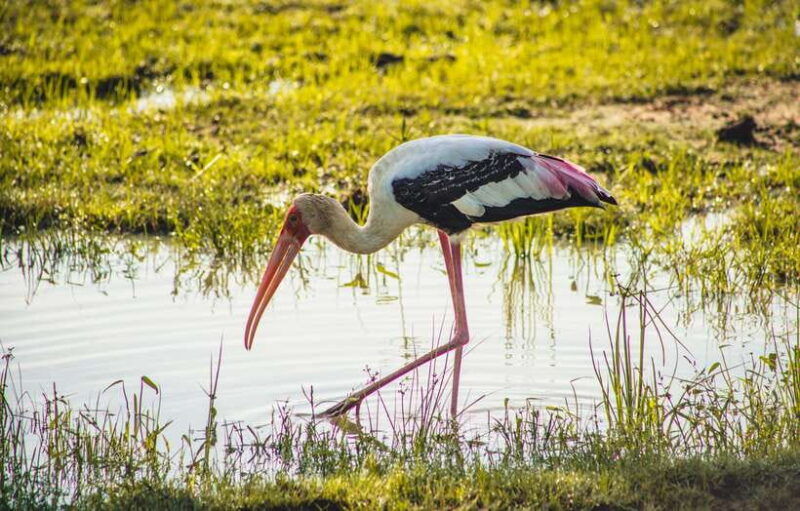 yala-national-park-leopard-safari-half-full-day-safari