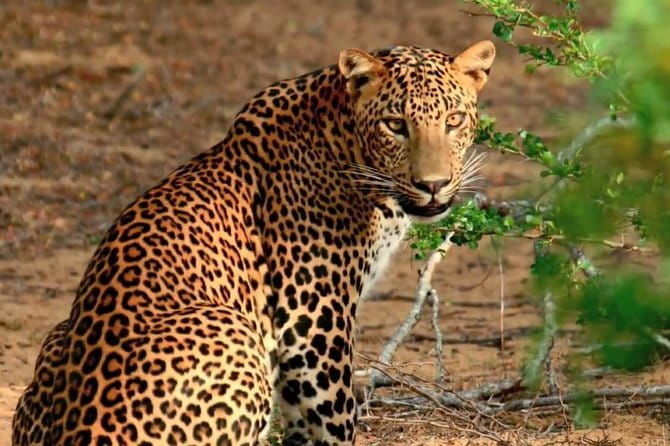 Yala National Park Safari from Ella - The Experience: A Deep Dive into the Safari Day