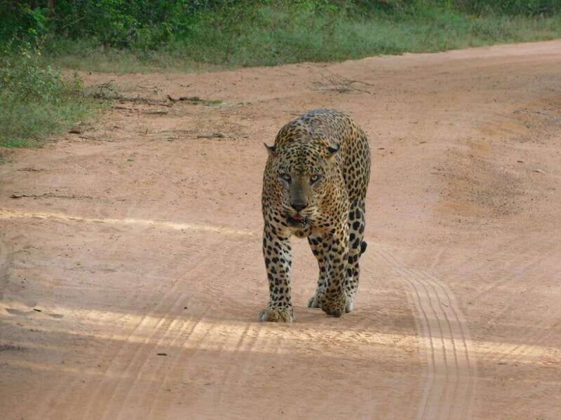 yala-national-park-safari-tours-7-hours-12-hours