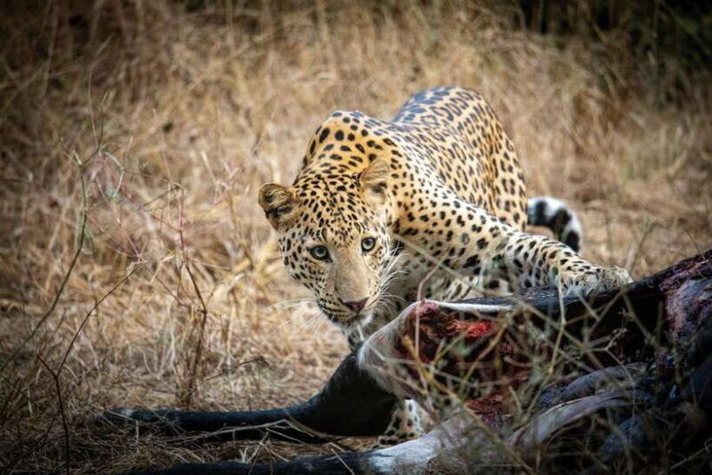 yala-national-park-safari-tours-half-day-full-day