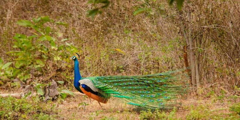 yala-national-park-wildlife-safari-from-hambantota