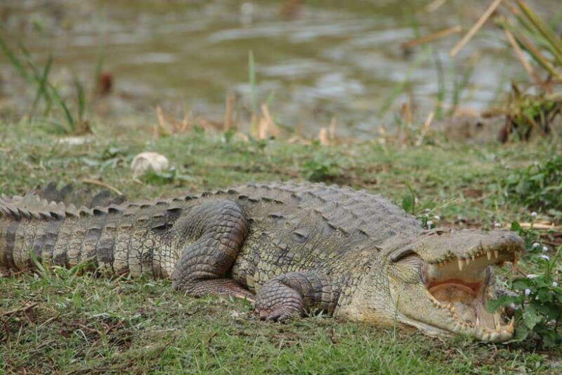yala-safari-tours-7-hours-12-hours-safari