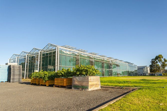 Yalumba Nursery & Grenache Discovery Tour + Platter Lunch - Vineyard Tour and Tastings