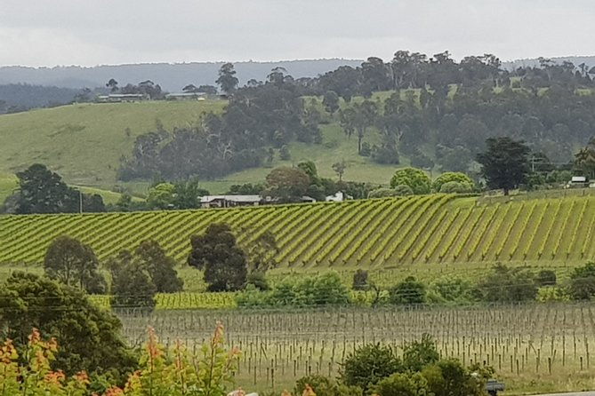 Yarra Valley Wine Tasting Day Tour from Melbourne - What Makes This Tour a Great Choice?