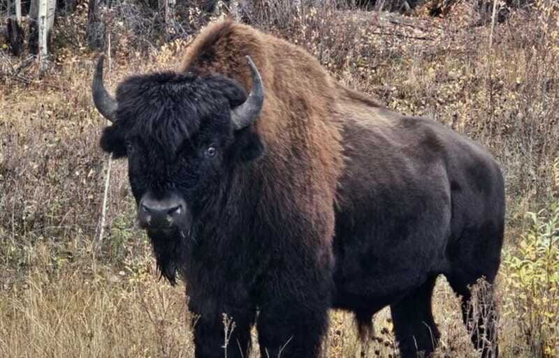 yellowknife-bison-highway-road-tour