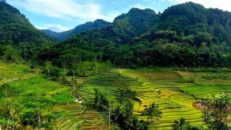 yogyakarta-selogriyo-temple-and-rice-terrace-soft-trekking