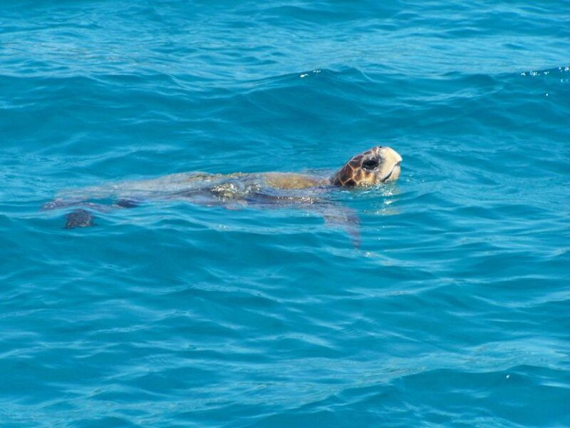zakynthos-guided-boat-cruise-to-turtle-island-keri-caves