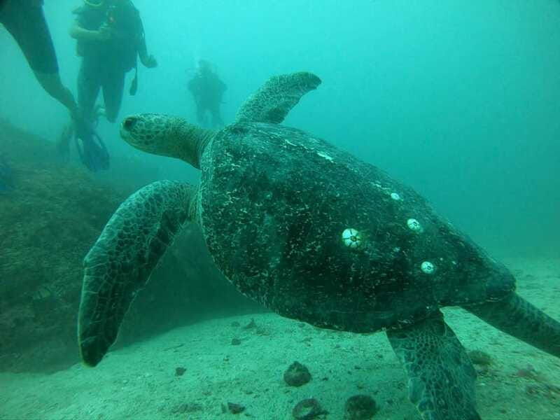 zihuatanejo-marine-life-observation-tour